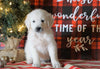 AKC Registered English Cream Golden Retriever For Sale Fredericksburg OH, Male - Bruno