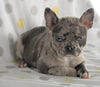 Frenchton Puppy For Sale Wooster, OH Female- Whitney