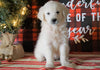 AKC Registered English Cream Golden Retriever For Sale Fredericksburg OH, Male - Otis