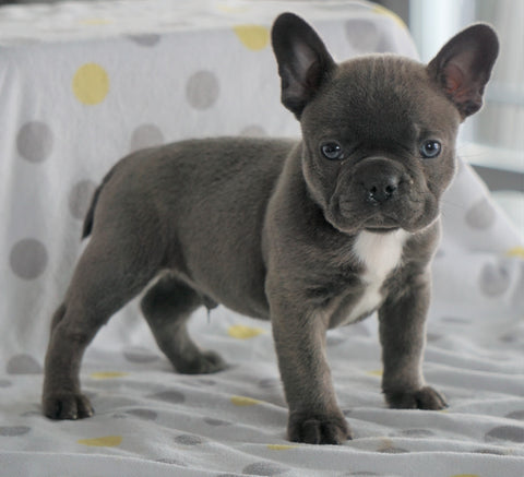 Frenchton Puppy For Sale Wooster, OH Male- Jaxson