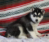 Siberian Husky For Sale Fredericksburg, OH Female - Misty
