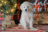 AKC Registered English Cream Golden Retriever For Sale Fredericksburg OH, Male - Spencer