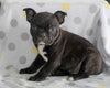 Frenchton Puppy For Sale Wooster, OH Male- Ricky