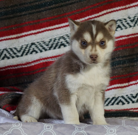 Siberian Husky For Sale Fredericksburg, OH Female - Raven