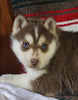 Siberian Husky For Sale Fredericksburg, OH Female - Raven
