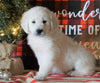 AKC Registered English Cream Golden Retriever For Sale Fredericksburg OH, Male - Lance