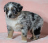 Australian Shepherd For Sale Baltic, OH Male - Dash -CHECK OUT OUR VIDEO-