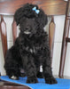 Bernedoodle (Standard) For Sale Loundenville, OH Male- Russel