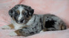 Australian Shepherd For Sale Baltic, OH Male - Dash -CHECK OUT OUR VIDEO-