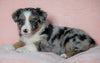 Australian Shepherd For Sale Baltic, OH Female - Holly -CHECK OUT OUR VIDEO-