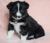 Australian Shepherd For Sale Baltic, OH Female - Joy -CHECK OUT OUR VIDEO-