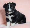 Australian Shepherd For Sale Baltic, OH Female - Joy -CHECK OUT OUR VIDEO-