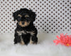 ICA Registered Cavapoo For Sale Fredericksburg, OH Female- Callie
