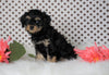 ICA Registered Cavapoo For Sale Fredericksburg, OH Female- Callie