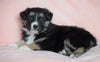 Australian Shepherd For Sale Baltic, OH Male - Dodger -CHECK OUT OUR VIDEO-