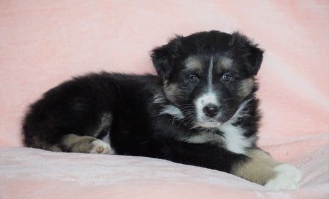 Australian Shepherd For Sale Baltic, OH Male - Dodger -CHECK OUT OUR VIDEO-