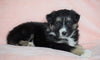 Australian Shepherd For Sale Baltic, OH Male - Dodger -CHECK OUT OUR VIDEO-