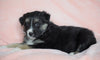 Australian Shepherd For Sale Baltic, OH Male - Dodger -CHECK OUT OUR VIDEO-