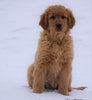AKC Registered Golden Retriever For Sale Apple Creek, OH Female- Dixie