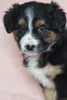 Australian Shepherd For Sale Baltic, OH Female - Skye -CHECK OUT OUR VIDEO-