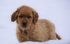 AKC Registered Golden Retriever For Sale Apple Creek, OH Male- Roscoe