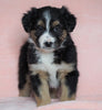 Australian Shepherd For Sale Baltic, OH Female - Skye -CHECK OUT OUR VIDEO-