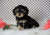 ICA Registered Cavapoo For Sale Fredericksburg, OH Male- Carzan