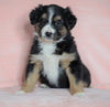 Australian Shepherd For Sale Baltic, OH Female - Skye -CHECK OUT OUR VIDEO-