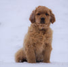 AKC Registered Golden Retriever For Sale Apple Creek, OH Male- Roscoe