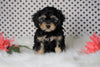 ICA Registered Cavapoo For Sale Fredericksburg, OH Male- Carzan