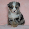 Australian Shepherd For Sale Baltic, OH Female - Princess -CHECK OUT OUR VIDEO-