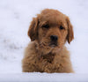 AKC Registered Golden Retriever For Sale Apple Creek, OH Male- Roscoe