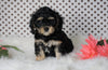 ICA Registered Cavapoo For Sale Fredericksburg, OH Male- Caspar