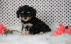 ICA Registered Cavapoo For Sale Fredericksburg, OH Male- Caspar