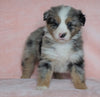 Australian Shepherd For Sale Baltic, OH Female - Princess -CHECK OUT OUR VIDEO-