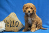 F1B Mini Goldendoodle For Sale Holmesville, OH Female - Snuggles