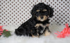 ICA Registered Cavapoo For Sale Fredericksburg, OH Male- Caspar