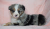 Australian Shepherd For Sale Baltic, OH Female - Princess -CHECK OUT OUR VIDEO-