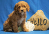 F1B Mini Goldendoodle For Sale Holmesville, OH Female - Snuggles
