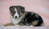 Australian Shepherd For Sale Baltic, OH Male - Bolt -CHECK OUT OUR VIDEO-