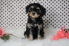 ICA Registered Cavapoo For Sale Fredericksburg, OH Male- Cadan