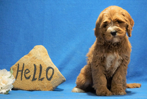 F1B Mini Goldendoodle For Sale Holmesville, OH Male - Casper