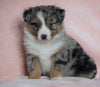 Australian Shepherd For Sale Baltic, OH Male - Bolt -CHECK OUT OUR VIDEO-