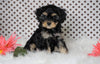 ICA Registered Cavapoo For Sale Fredericksburg, OH Male- Cadan