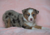 Australian Shepherd For Sale Baltic, OH Female - Tinker Bell -BLUE EYES-CHECK OUT OUR VIDEO-