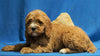 F1B Mini Goldendoodle For Sale Holmesville, OH Male - Casper