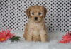 ICA Registered Cavapoo For Sale Fredericksburg, OH Male- Chico