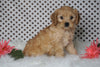 ICA Registered Cavapoo For Sale Fredericksburg, OH Male- Chico