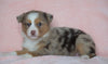 Australian Shepherd For Sale Baltic, OH Female - Tinker Bell -BLUE EYES-CHECK OUT OUR VIDEO-