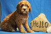 F1B Mini Goldendoodle For Sale Holmesville, OH Male - Casper